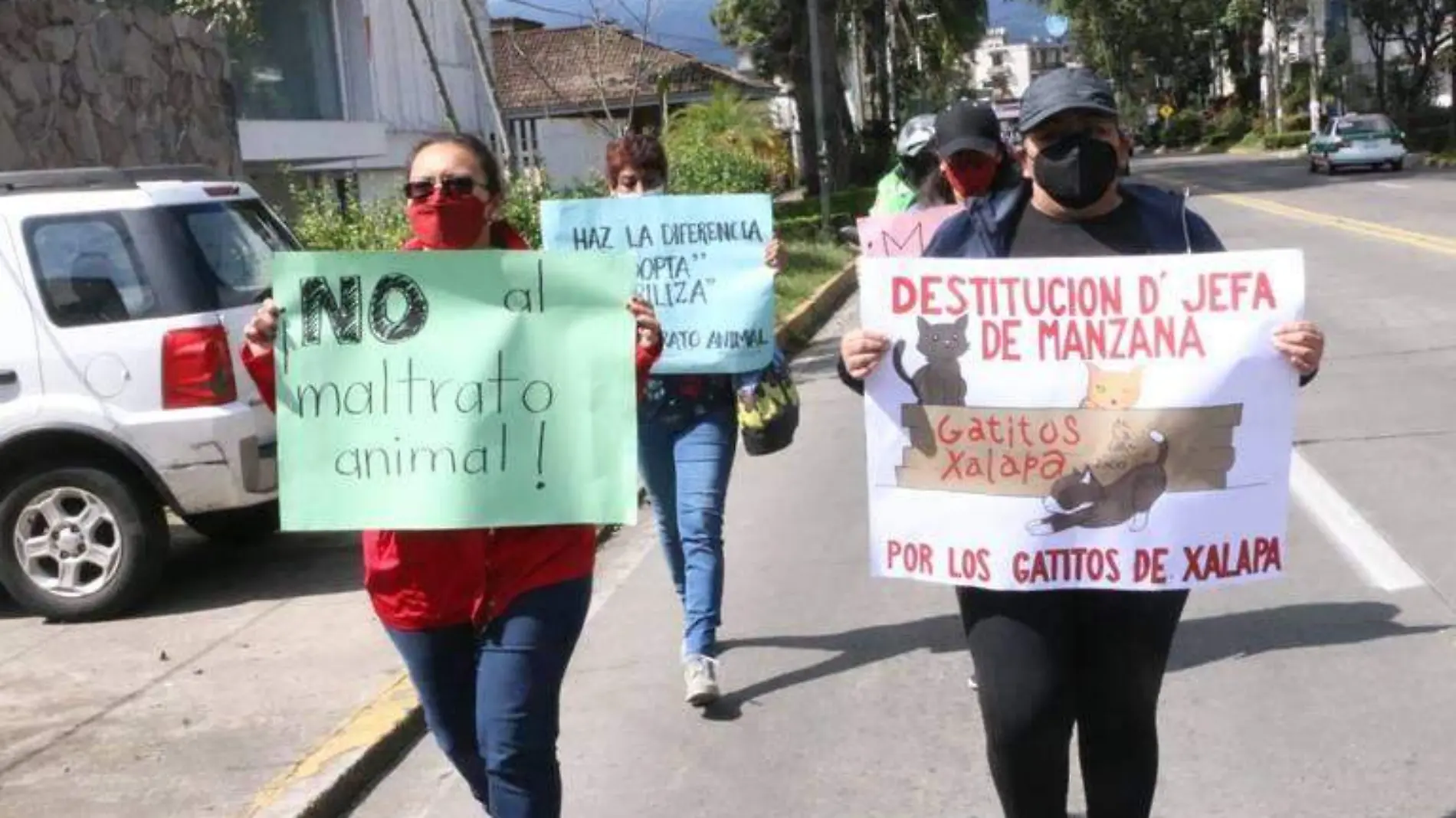 Animalistas piden apoyo para gatitos ferales de Xalapa 2000